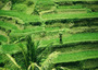 bali - rice terrace near ubud.jpg